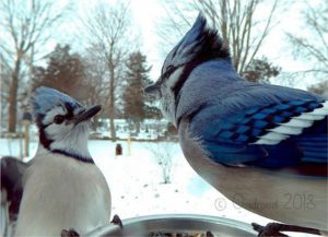 deux oiseau couleur bleu qui se regarde