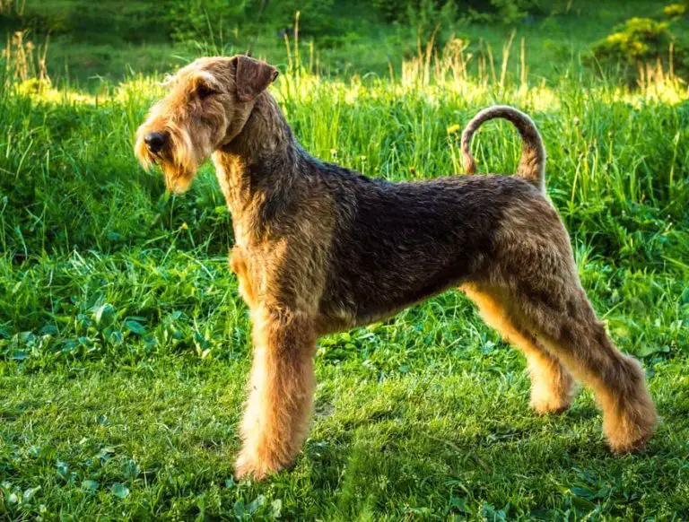 chien airedale terrier, Bingley-Terrier, Warfedale Terrier, Waterside-Terrier, Working-Terrier
