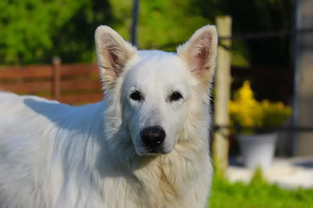 Berger Blanc Américain, Berger Blanc Canadien, Weisser Schweizer Schaferhund, White Swiss Shepherd Dog
