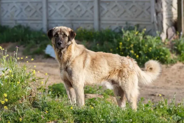 Kangal, Coban Köpegi, Anatolian Shepherd dog, Karabash grand chien