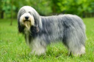 bearded collie, old english sheepdog, profile - fanimalo