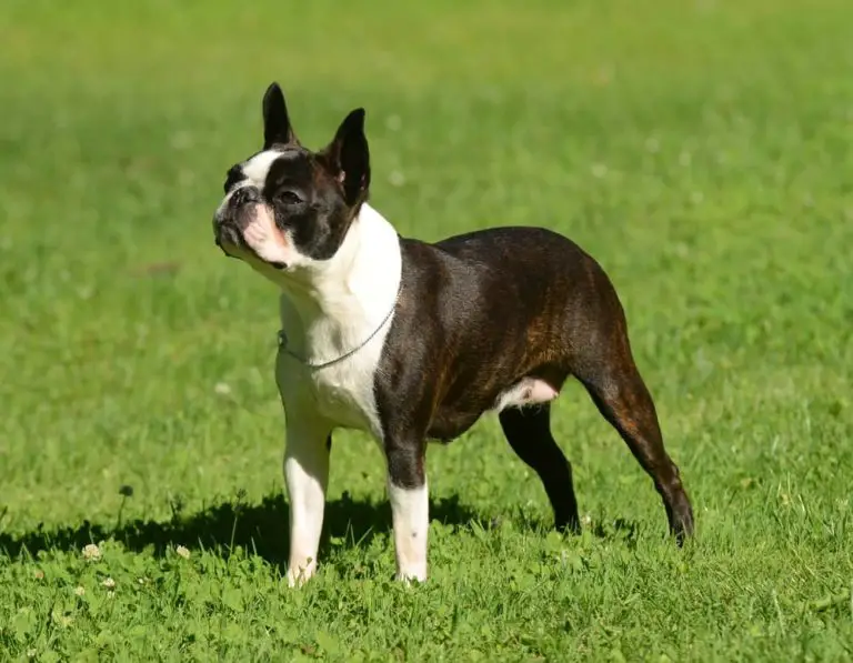 terrier de boston, chien noir et blanc, debout