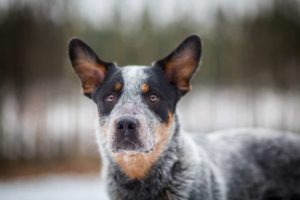 Bouvier d'Australie, Australian Cattle Dog noir gris et marron clair visage chien