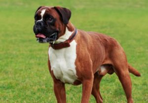 un chien race boxer qui est debout, il est marran et blanc sur la pointrine. avec un collier