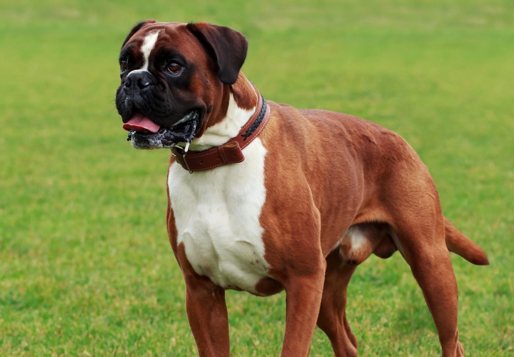 un chien race boxer qui est debout, il est marran et blanc sur la pointrine. avec un collier