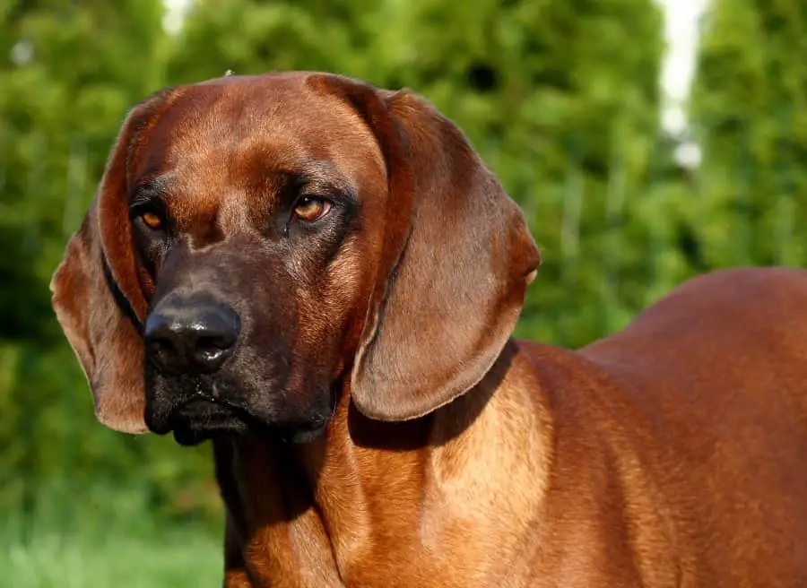 un chien brachet tyrolien qui regarde intensivement couleur tan