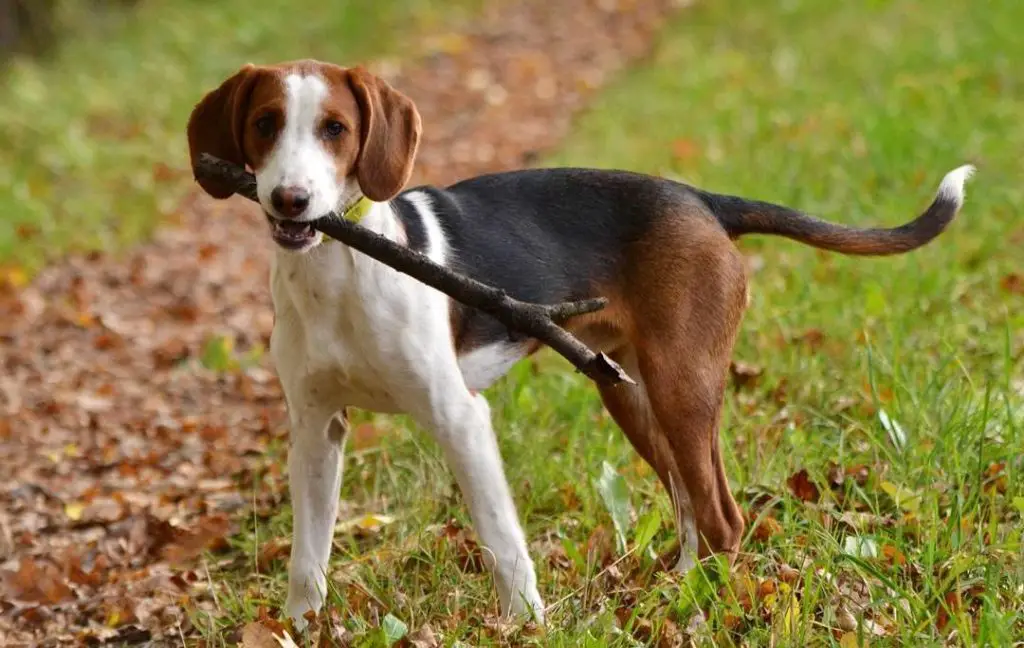 Un chien race brachet allemand avec un baton dans la bouche il tan, noir, et blanc sur la pointrine resemble à un beagle