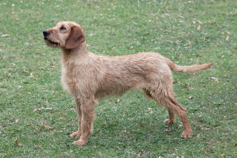 un chien brachet de styrie à poil dur sur un terrien avec plein herbe couleur chatain clair