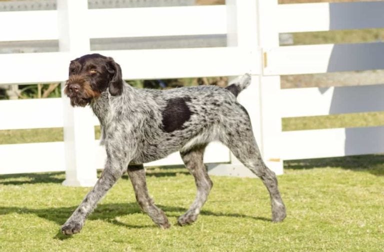 un chien braque allemand à poil dur entrain de marcher dans un champ cloturer
