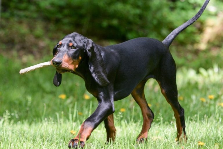 race chien coonhound noir et feu avec un baton dans la bouche
