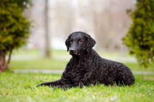 race chien curly coated retriever poil boucle