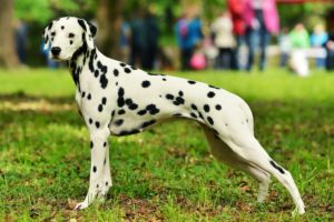 chien race dalmatien avec des taches noir partout sur le corps