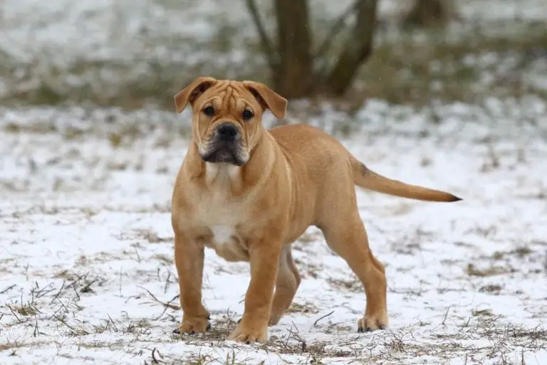 chien race Dogue de Majorque dans la neige couleur tan