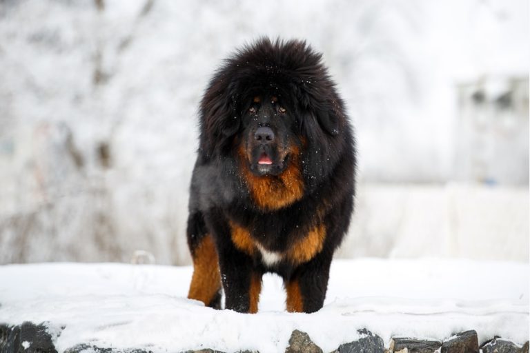 chien race dogue du tibet dans la neige couleur noir et tan