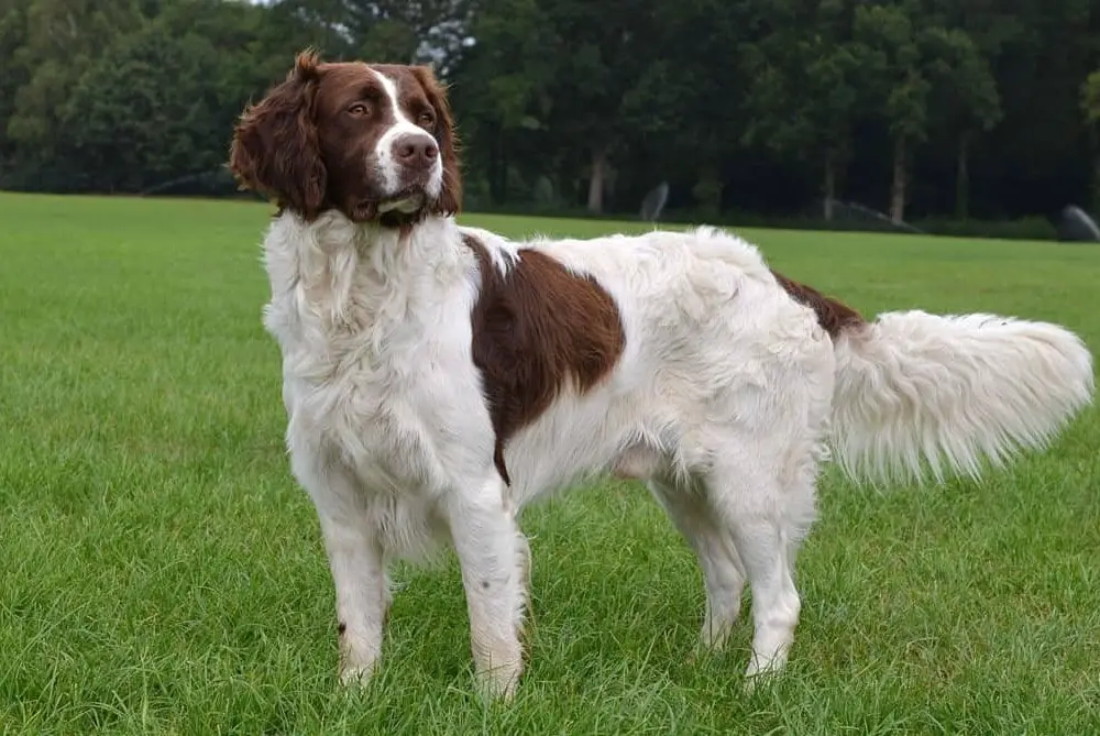 chien race epagneul à pendrix drente Dutch Partridge Dog Drentsche Patrijshond Drent couleur blanch et brun