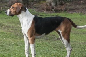Chien race foxhound anglais