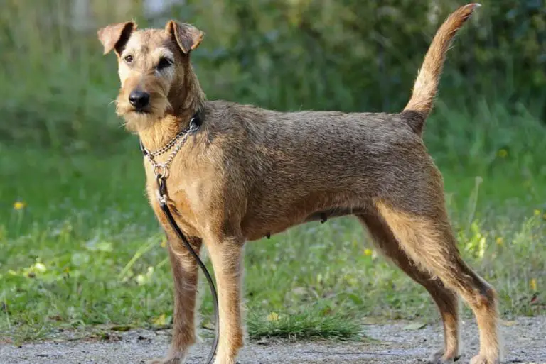 Chien race irish terrier