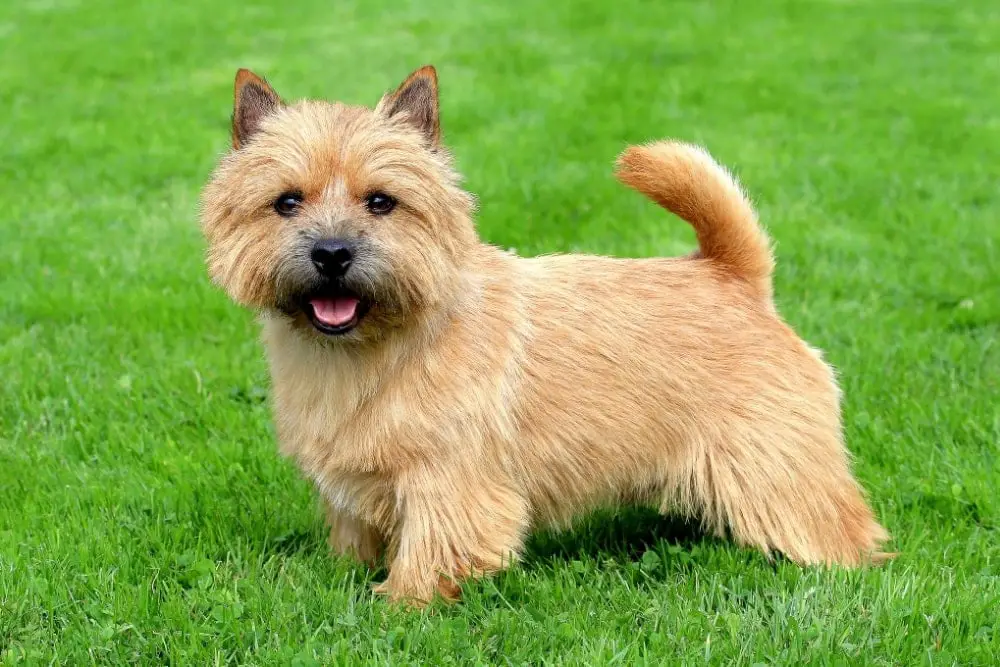 chien race norwich terrier : puppy adulte