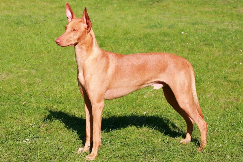 chien race Podenco canario : adulte, chiot