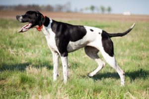 Chien race pointer anglais ; adulte, chiot