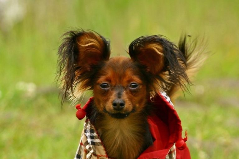 Chien race russkiy toy : adulte, chiot, porte une vest rouge avec rayure