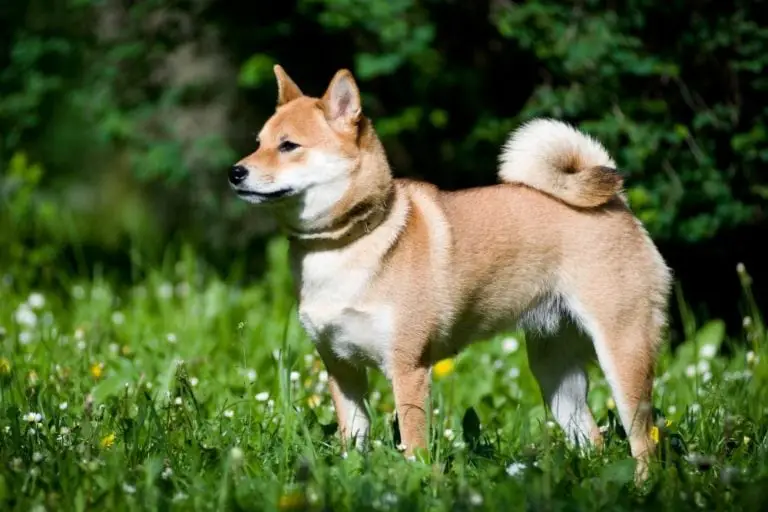 chien race shiba-inu : adulte, chiot