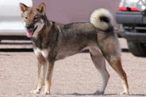 chien race shikoku ken : adulte, chiot