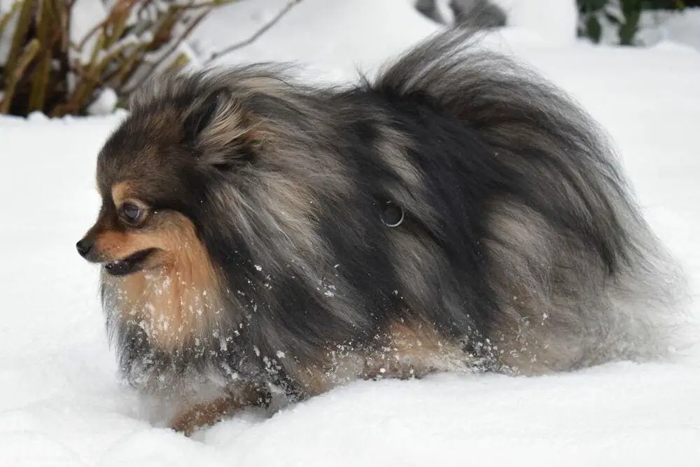 Chien race spitz nain : adulte, chiot dans la neige.