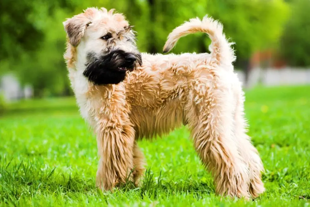 Chien race Terrier Irlandais à poil doux : adulte, chiot avec prix