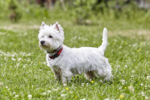 Chien race west highland white terrier : adulte et chiot prix dans un jardin couleur blanch