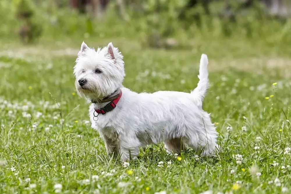 Chien race west highland white terrier : adulte et chiot prix dans un jardin couleur blanch