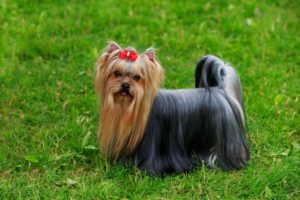 Chien race yorkshire terrier : adulte et chiot avec les poils long et un noeud rouge sur la tete, dans un jardin avec un prix