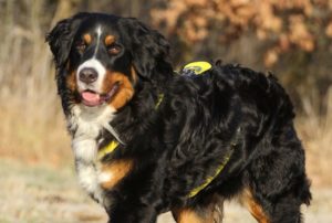 Bouvier de Berne, Dürrbächler, Bernese Mountain Dog, Berner Sennenhund