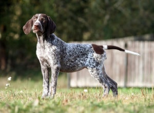 un chien race braque allemand debout sur quatre patte dans un champ couleur marron fonce et blanc avec des tache marron partout sur le corps