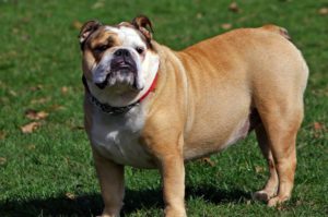 Chien race bulldog anglais sur la pelouse debout un peu gros