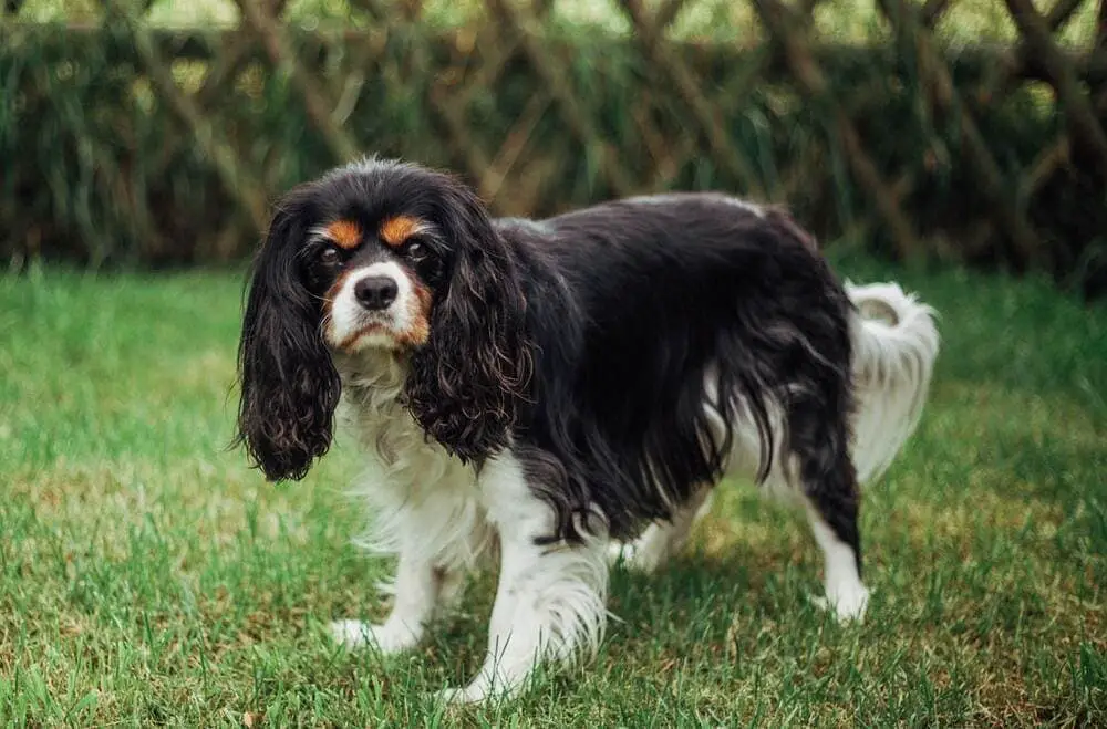 chien race Cavalier King Charles spaniel sur la pelouse debout avec un grillage derriere lui