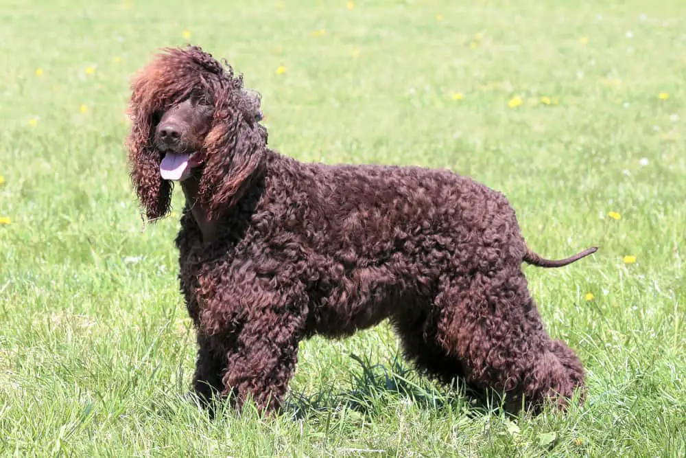 chien d'eau irlandais sur la pelouse debout beaucoup poil couleur chocolat