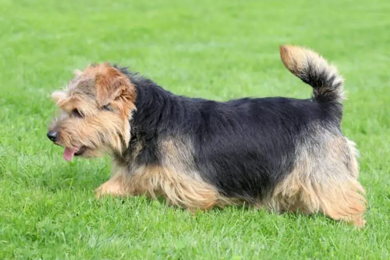 Chien race norfolk terrier: puppy adulte
