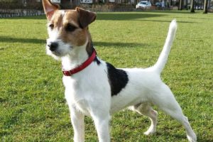 chien race parson russell terrier : chiot, adulte
