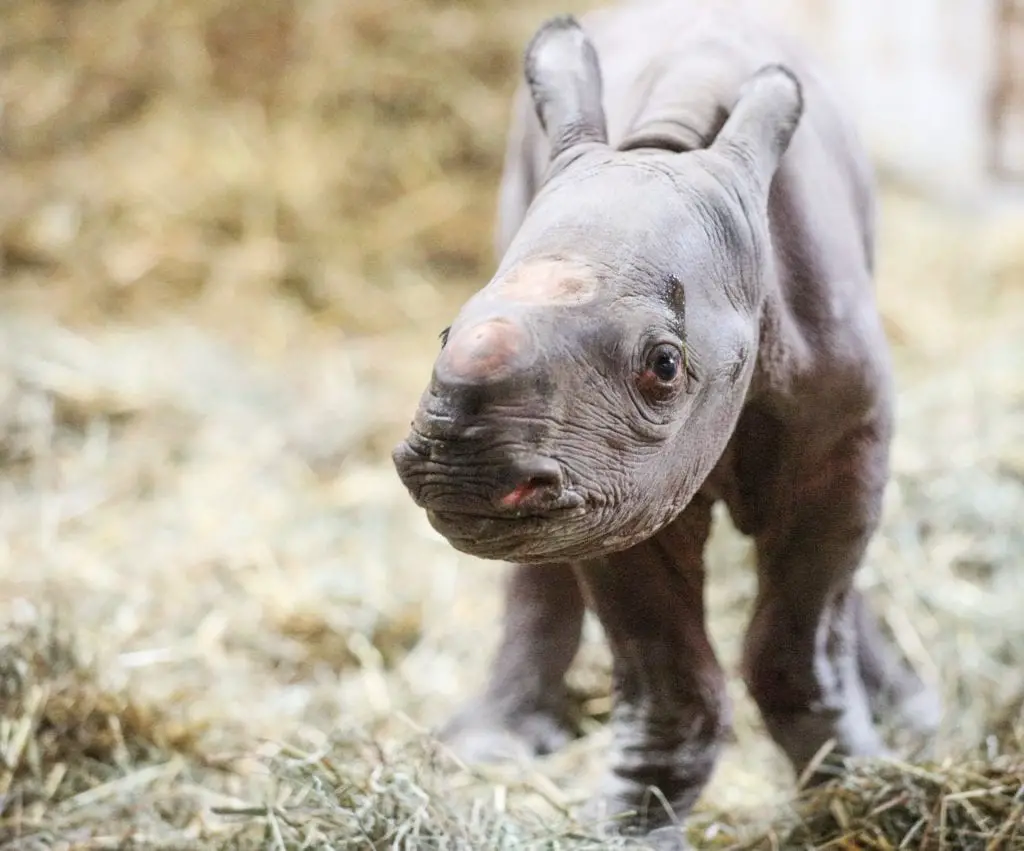 bébé rhinocéros noir potter park zoo naissance