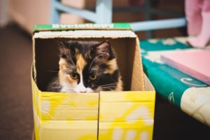 un chat dans une boîte jaune