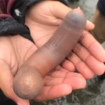 un poisson penis dans une main d'enfant