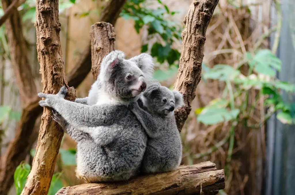 un koala avec son bebe sur une arbre qui regarde à leur droite