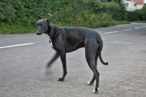 chien race greyhound