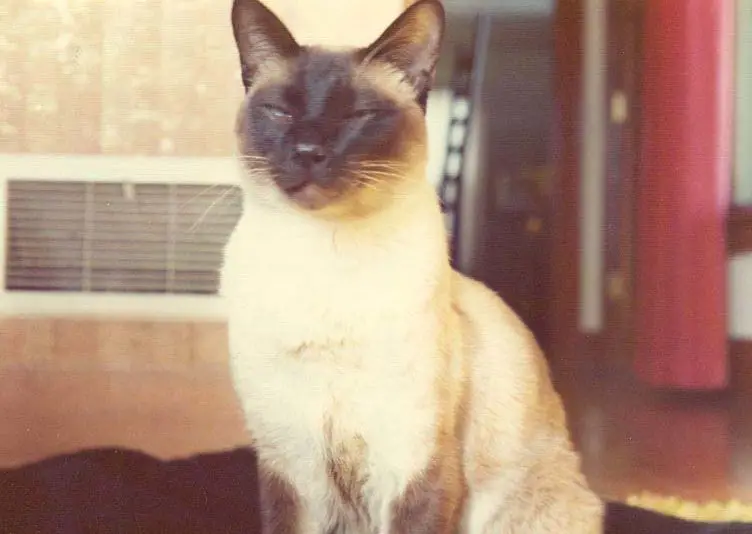 Chester, un chat siamois, est l'auteur de deux publications scientifiques publiées en France et aux Etats-Unis. (Crédits photo: Academia Obscura)