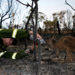 kangourou incendies australie