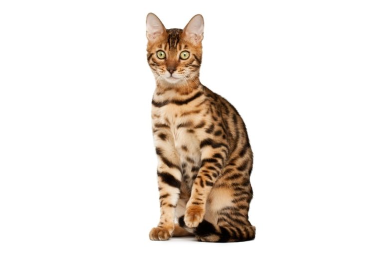 Chat race bengal: adulte et chaton avec prix resemble à un chat savage