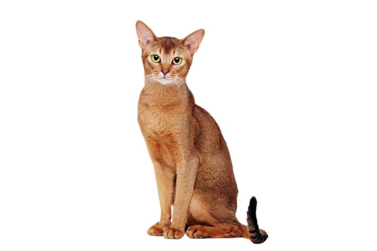 Chat race Abyssin: adulte et chaton avec prix corps slim couleur marron rouge