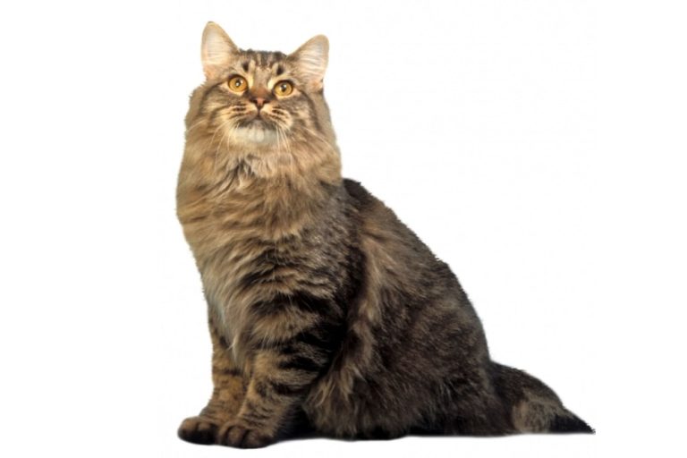 Chat race american bobtail: adulte et chaton avec prix et queue très court