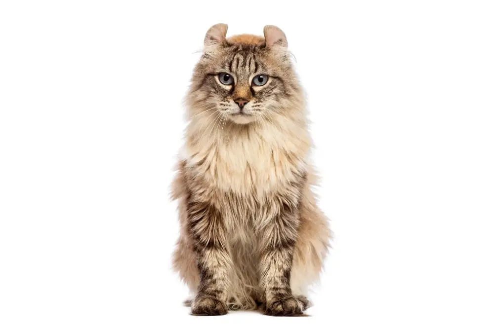 Chat race american curl: adulte et chaton avec prix et les oreilles à l'envers poils très long